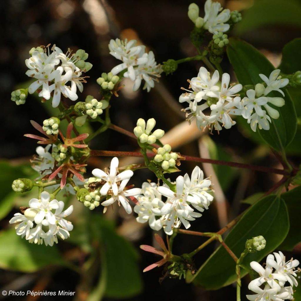 Seitsama - Heptacodium miconioides