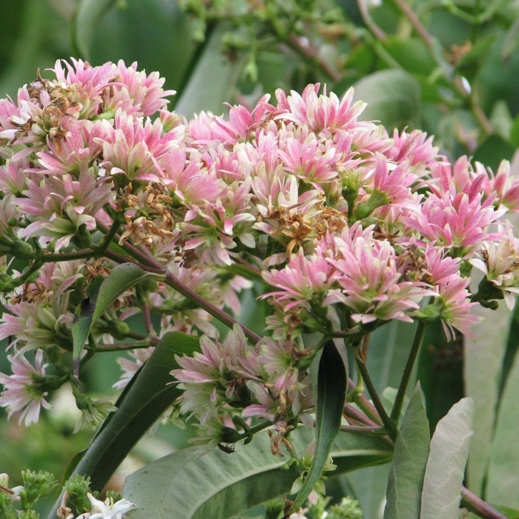 Seitsama - Heptacodium miconioides