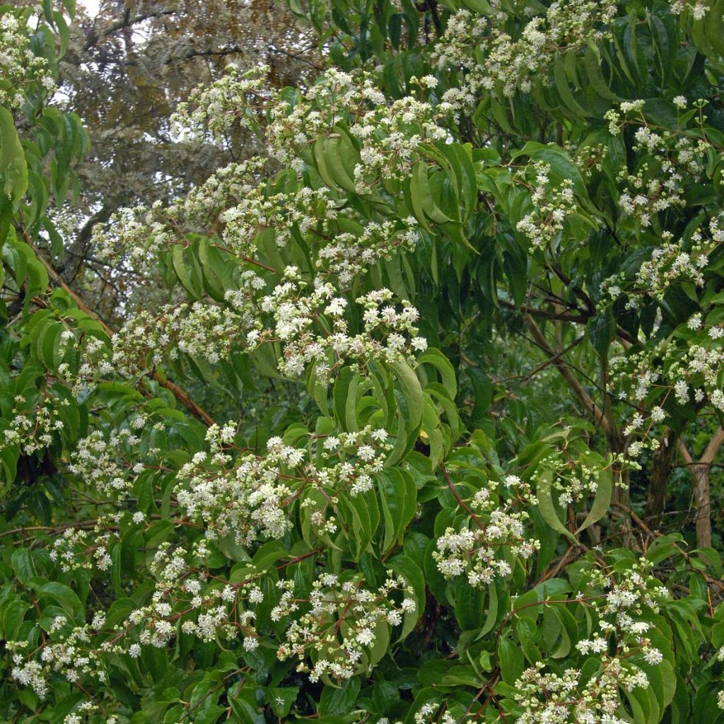 Seitsama - Heptacodium miconioides