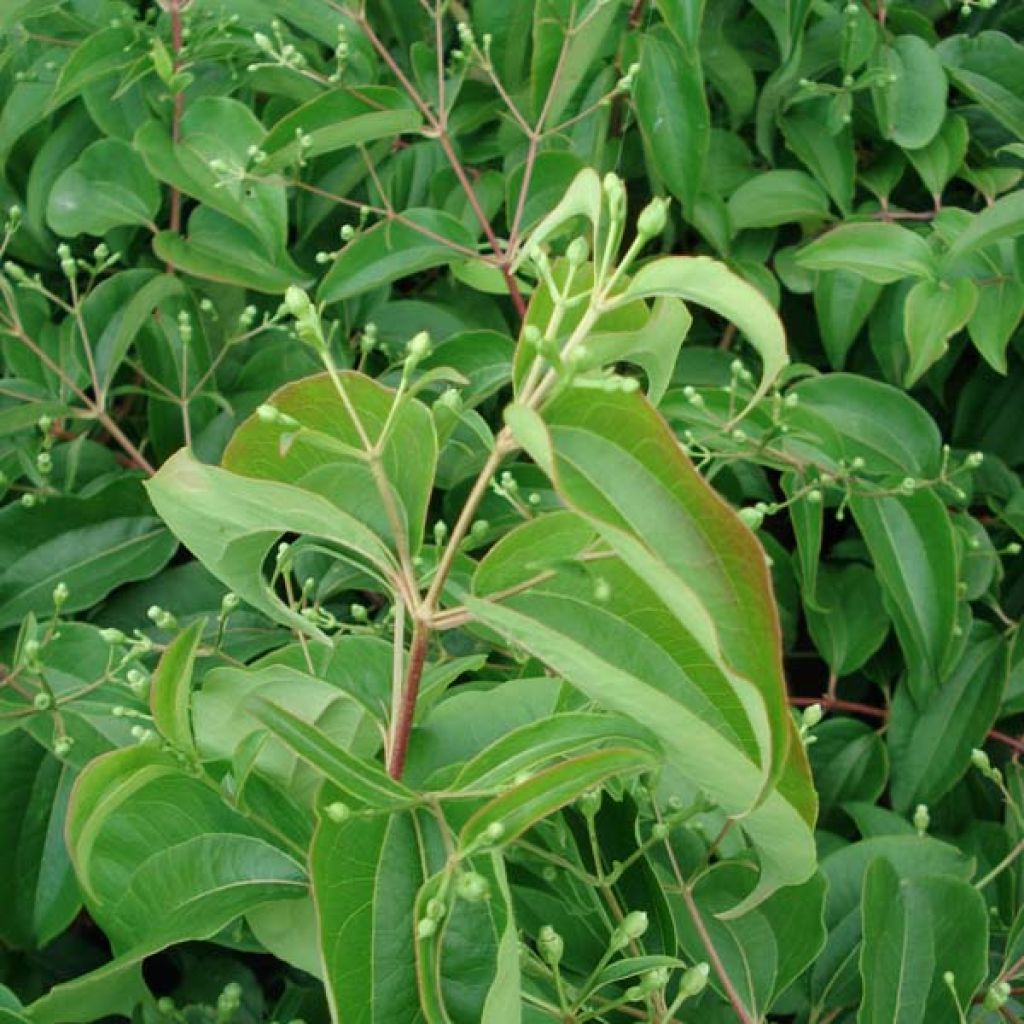 Seitsama - Heptacodium miconioides