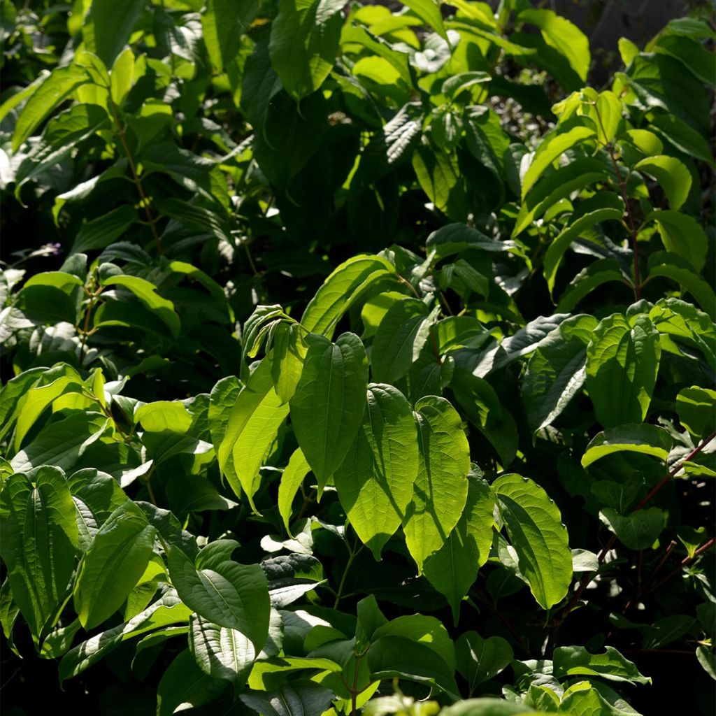 Seitsama - Heptacodium miconioides