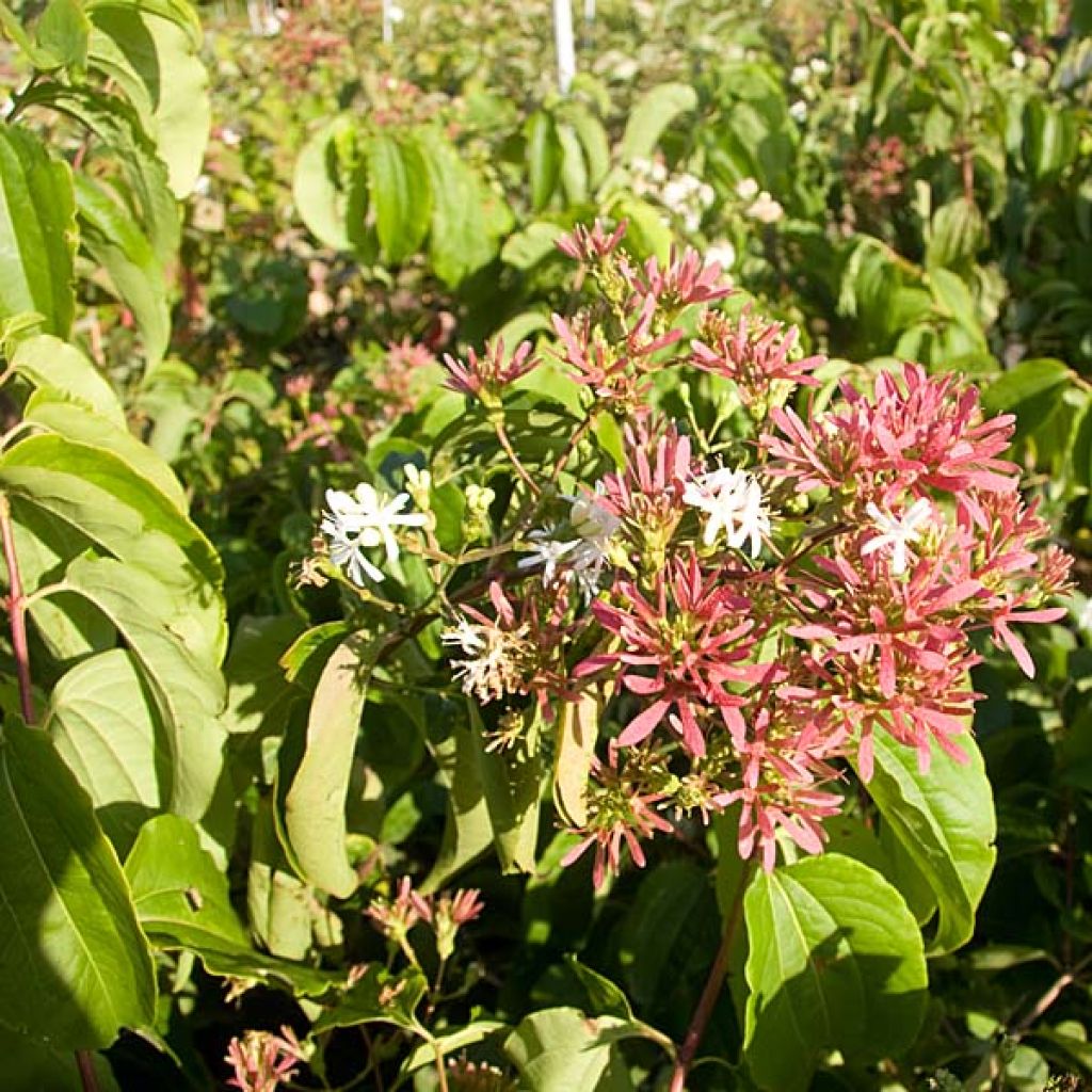 Seitsama - Heptacodium miconioides