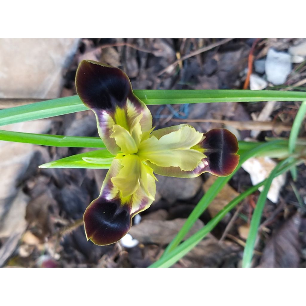 Siipikurjenmiekka - Iris tuberosus