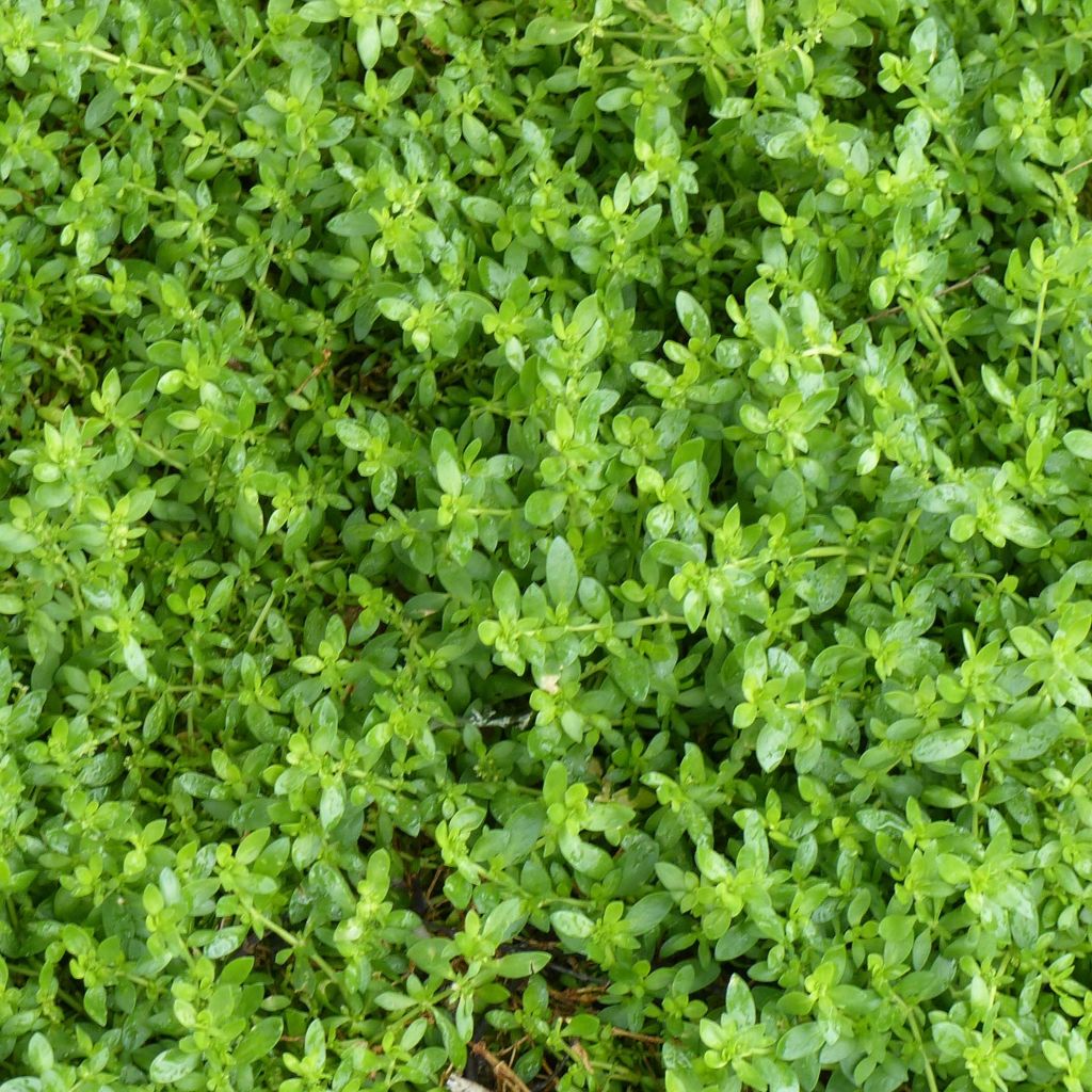 Tyräruoho - Herniaria glabra