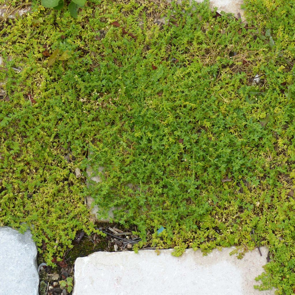 Tyräruoho - Herniaria glabra