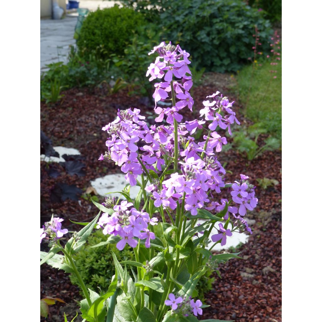 Illakko - Hesperis matronalis