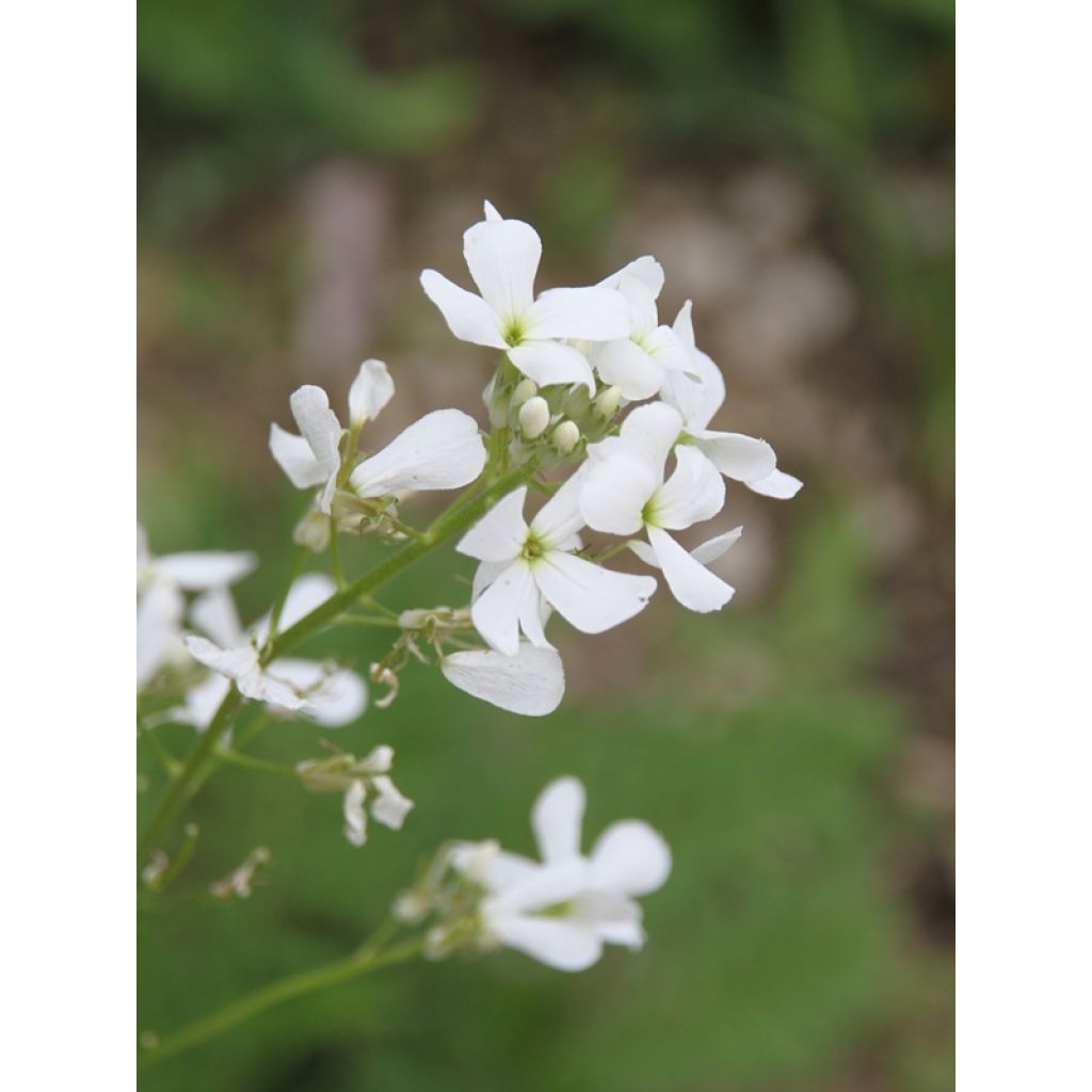 Illakko Alba