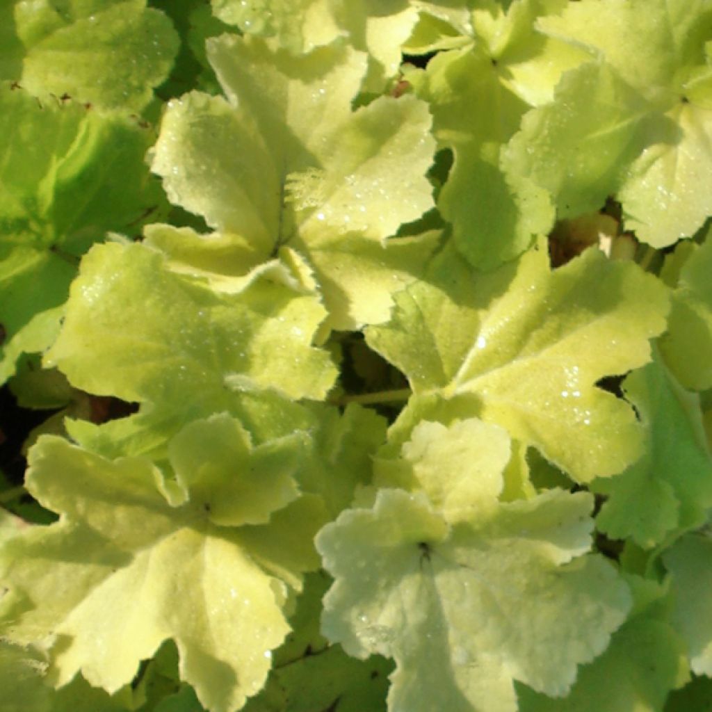 Tarhakeijunkukka Citronelle
