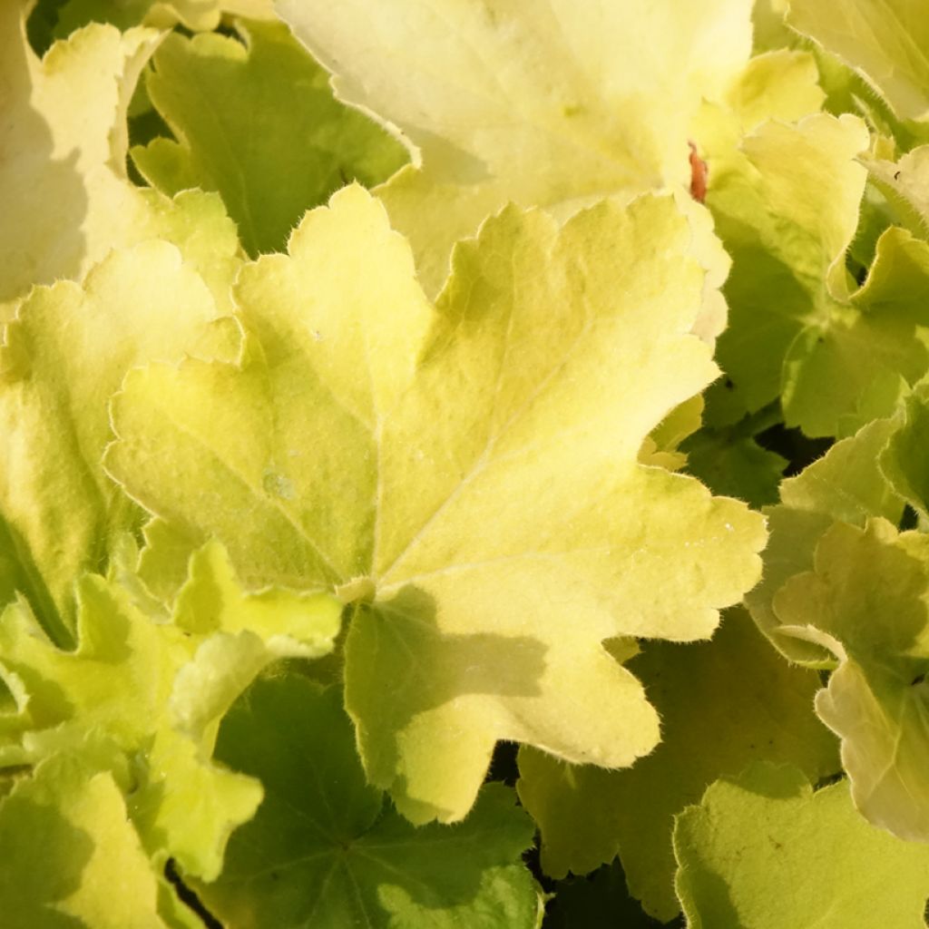 Tarhakeijunkukka Citronelle