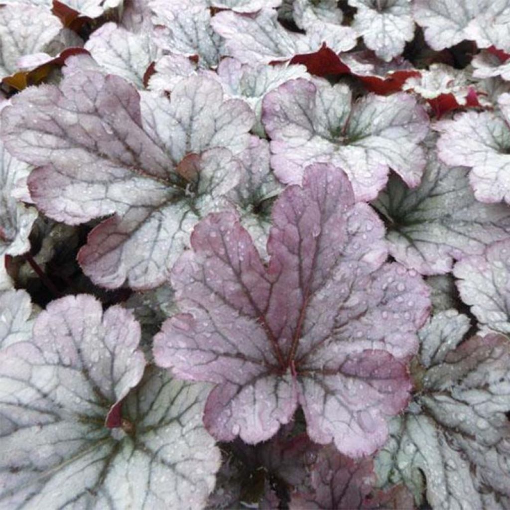 Tarhakeijunkukka Sloeberry
