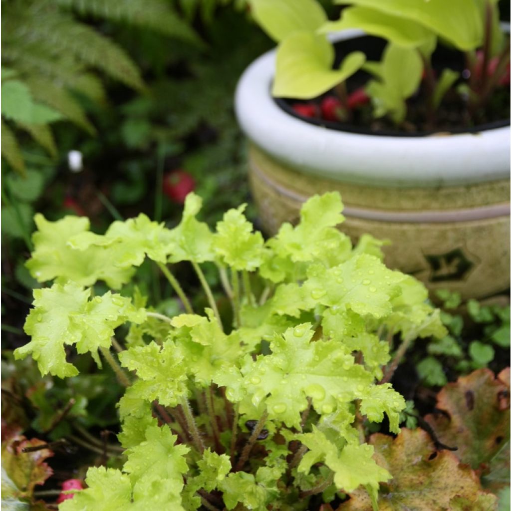 Tarhakeijunkukka Citronelle