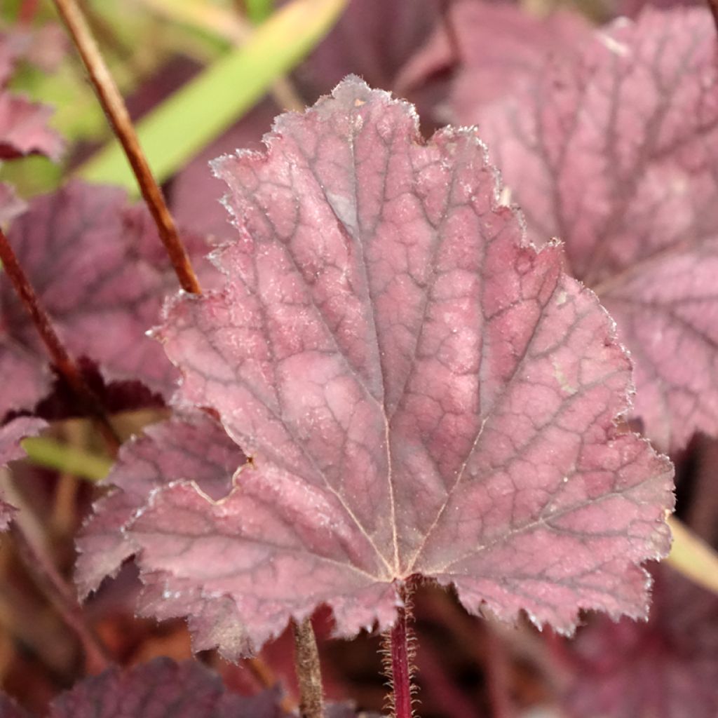 Tarhakeijunkukka Frosted Violet
