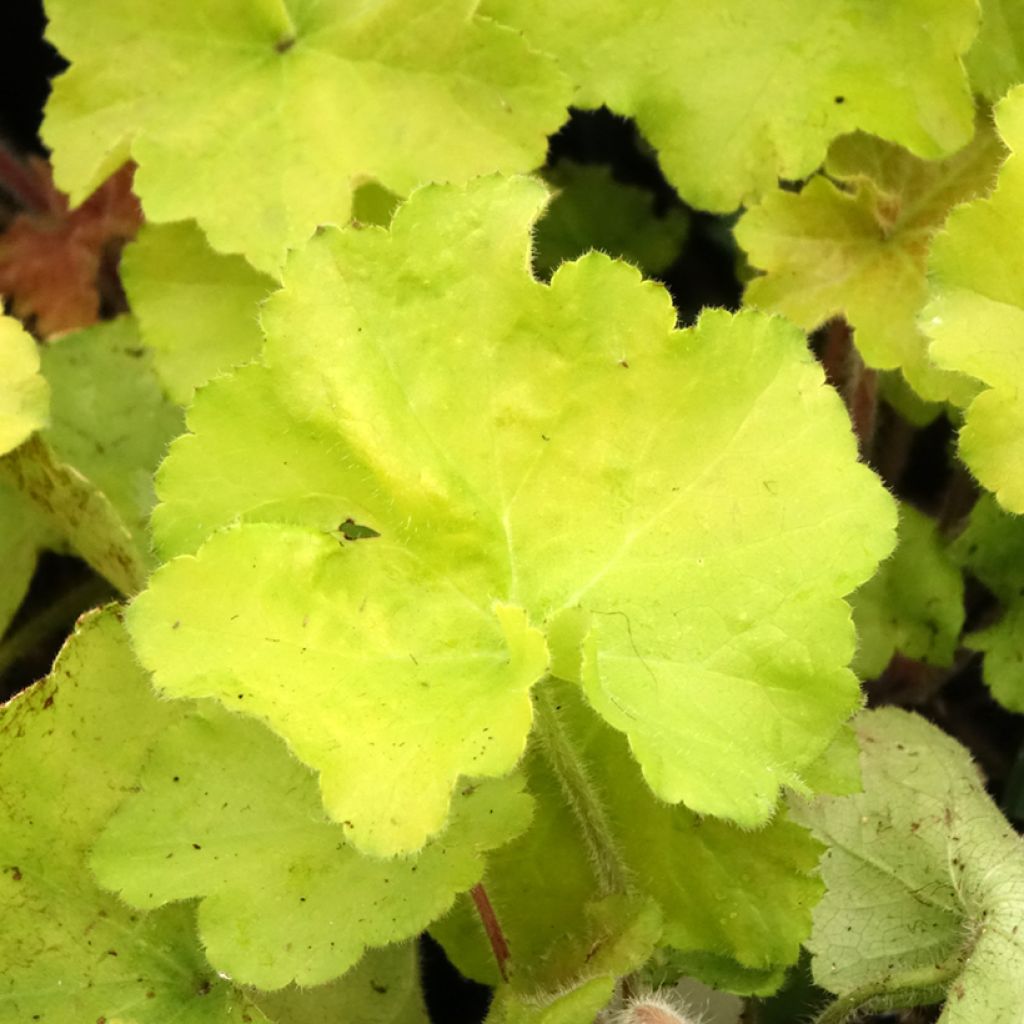 Tarhakeijunkukka Guacamole
