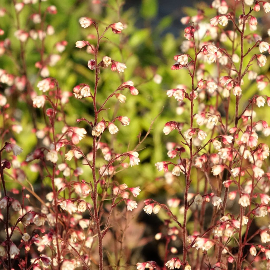Tarhakeijunkukka Plum Royale