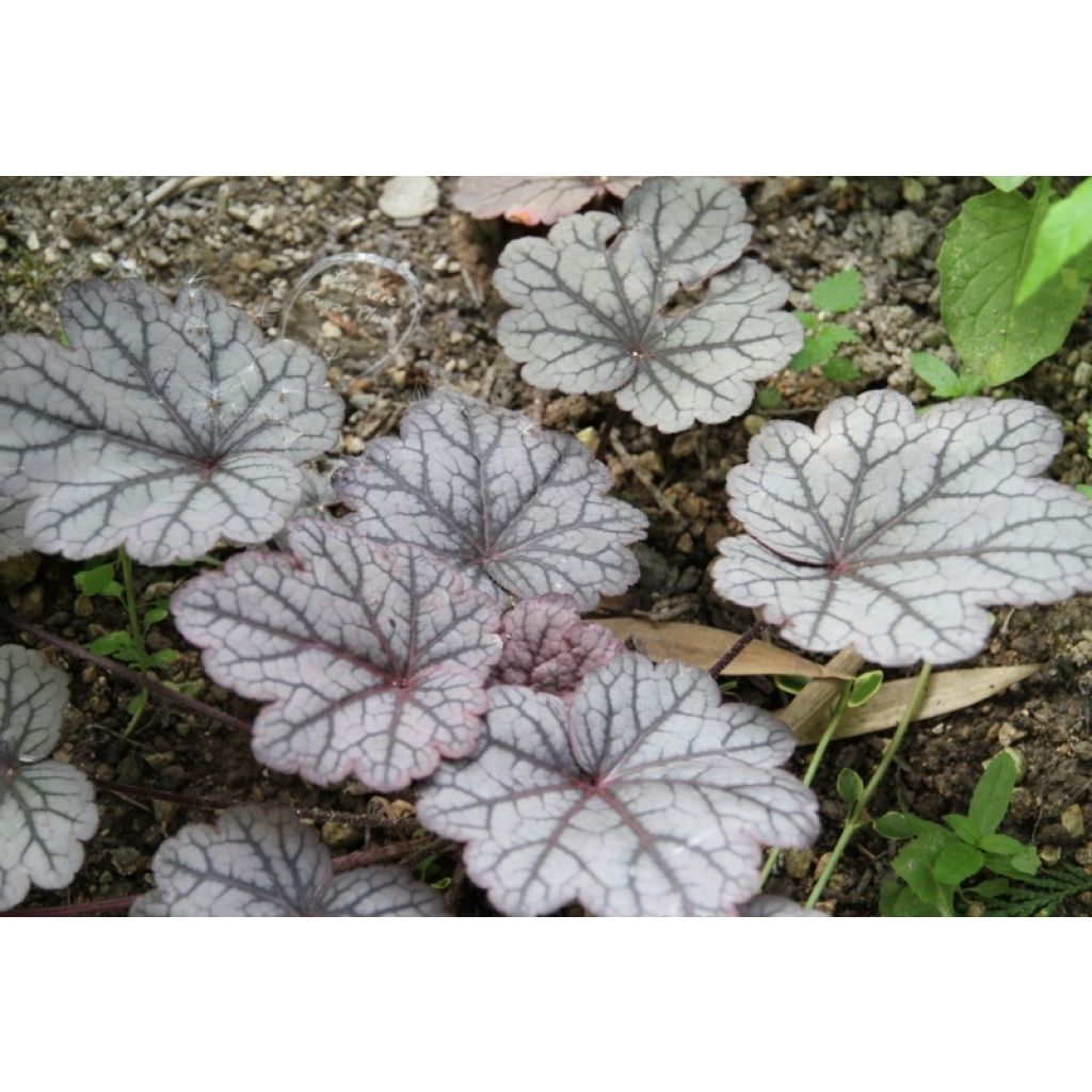 Tarhakeijunkukka Sugar Plum
