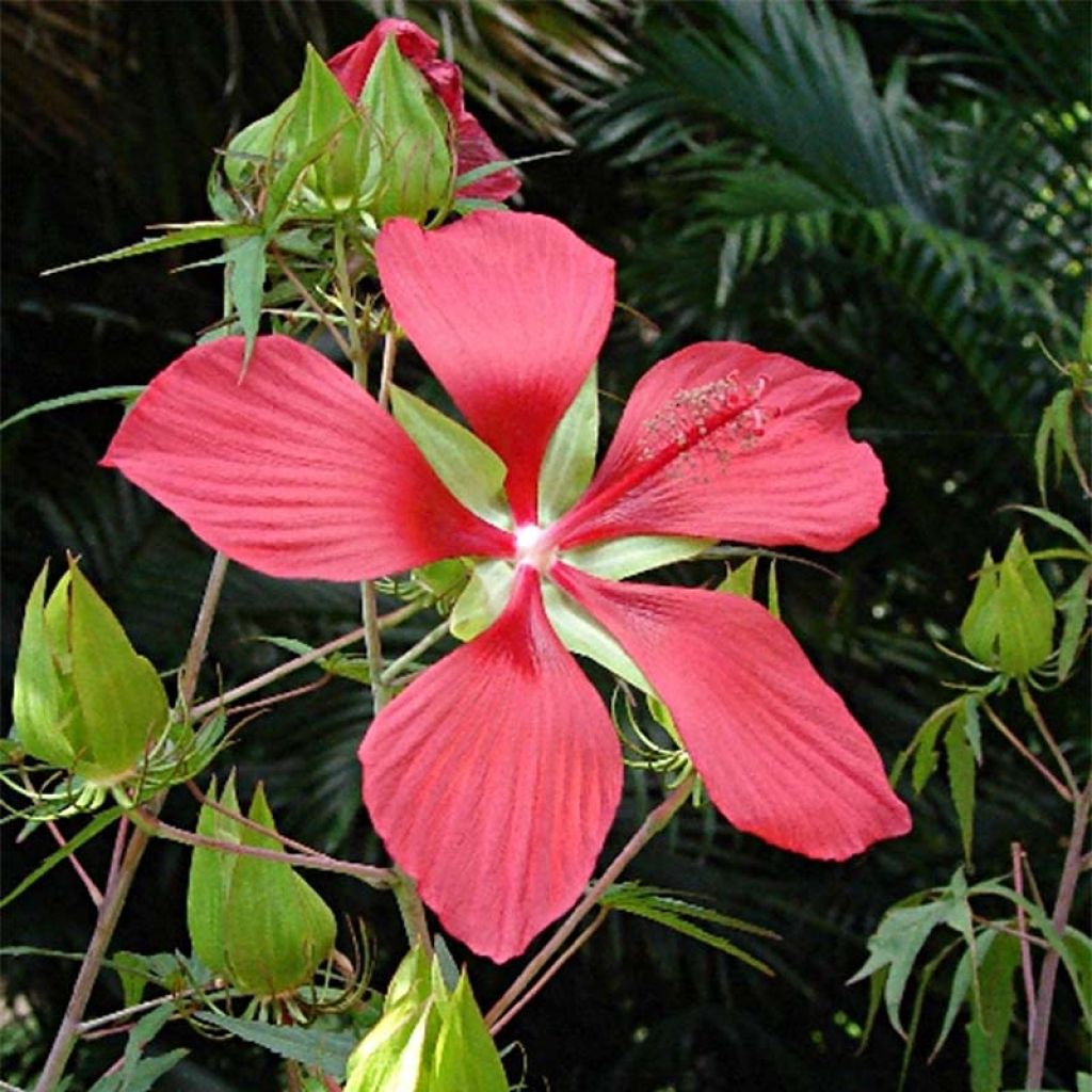 Hibiskus - Hibiscus coccineus