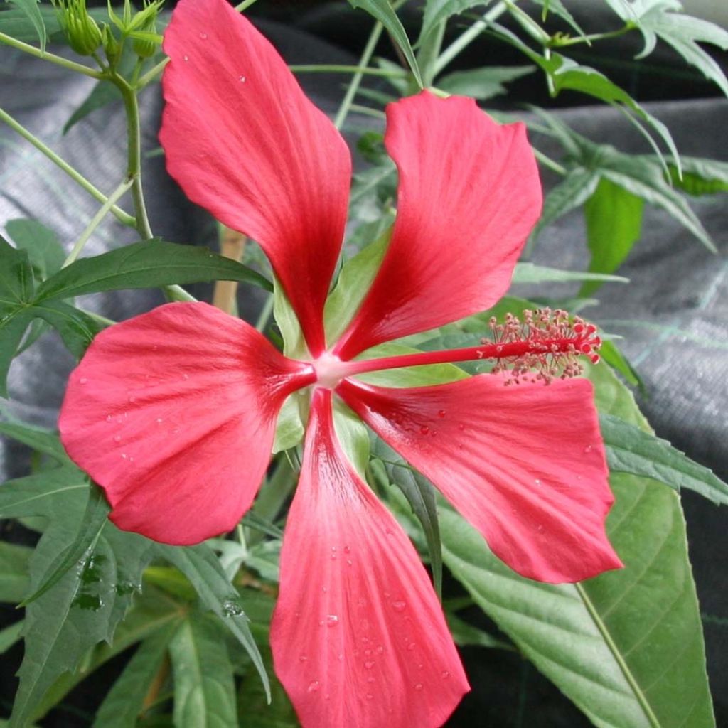 Hibiskus - Hibiscus coccineus
