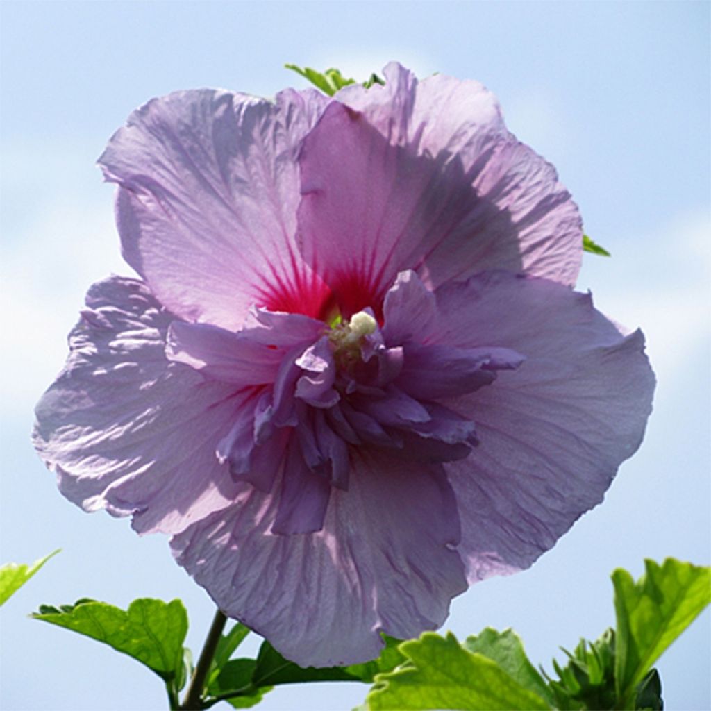 Syyrianhiiskus Lavender Chiffon