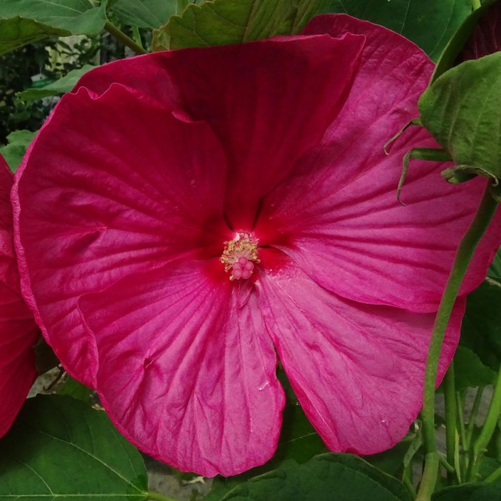 Jättihibiskus Rose
