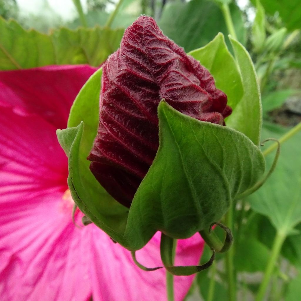 Jättihibiskus Rose