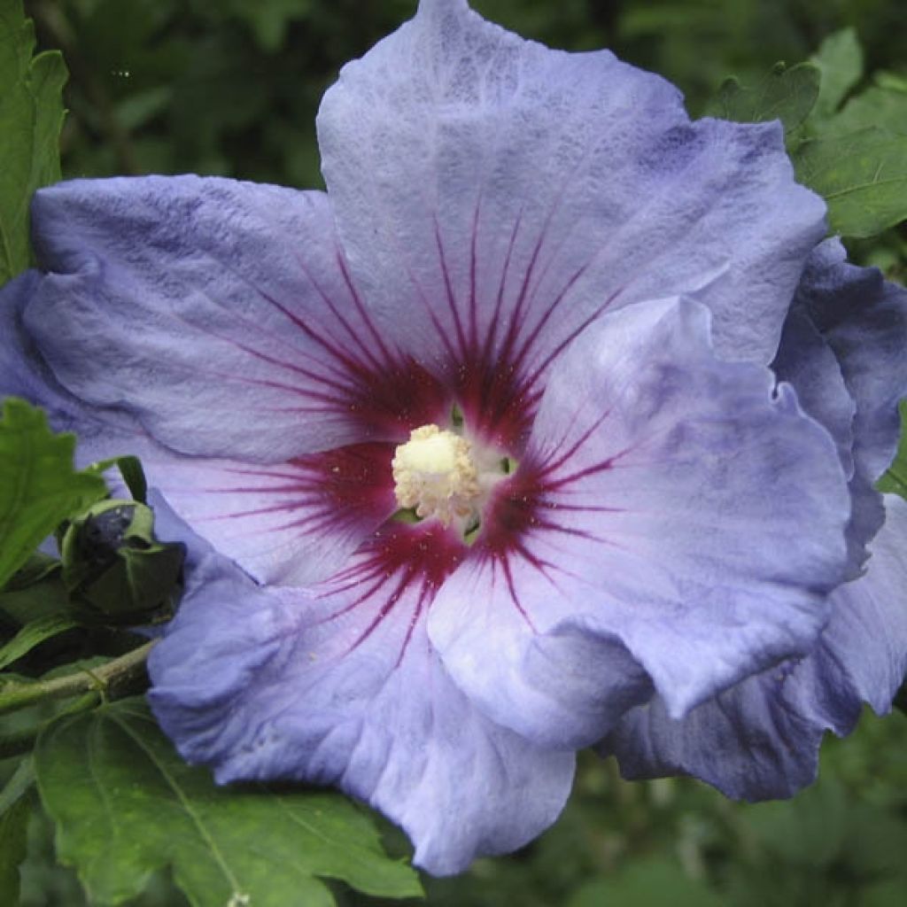 Syyrianhiiskus Oiseau Bleu (Marina)