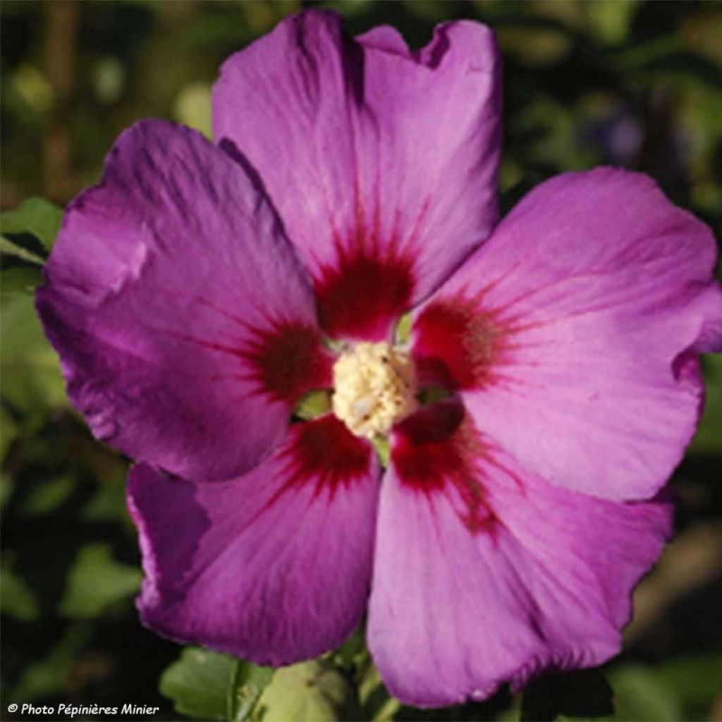 Syyrianhiiskus Russian Violet