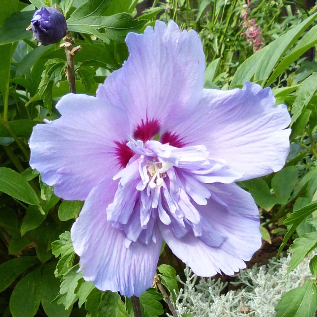 Syyrianhiiskus Blue Chiffon