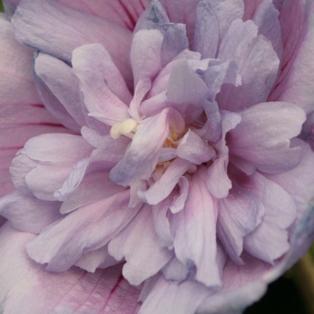 Syyrianhiiskus Blue Chiffon