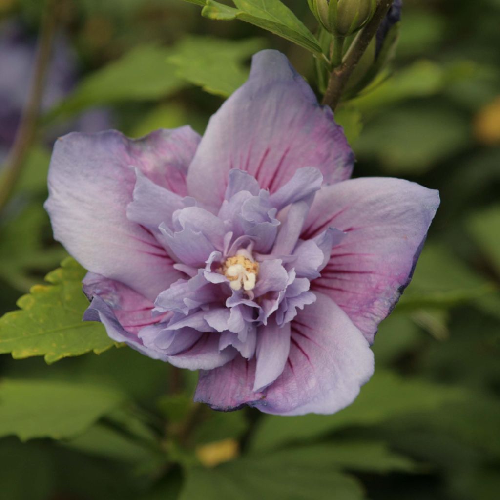 Syyrianhiiskus Blue Chiffon