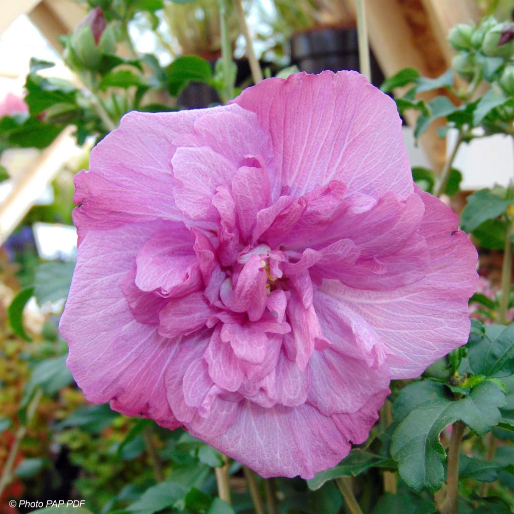 Syyrianhiiskus Magenta Chiffon
