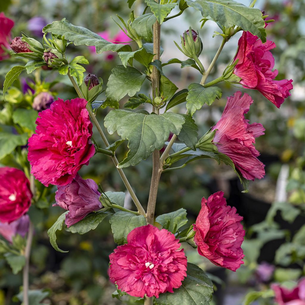 Syyrianhiiskus Ruby Chiffon