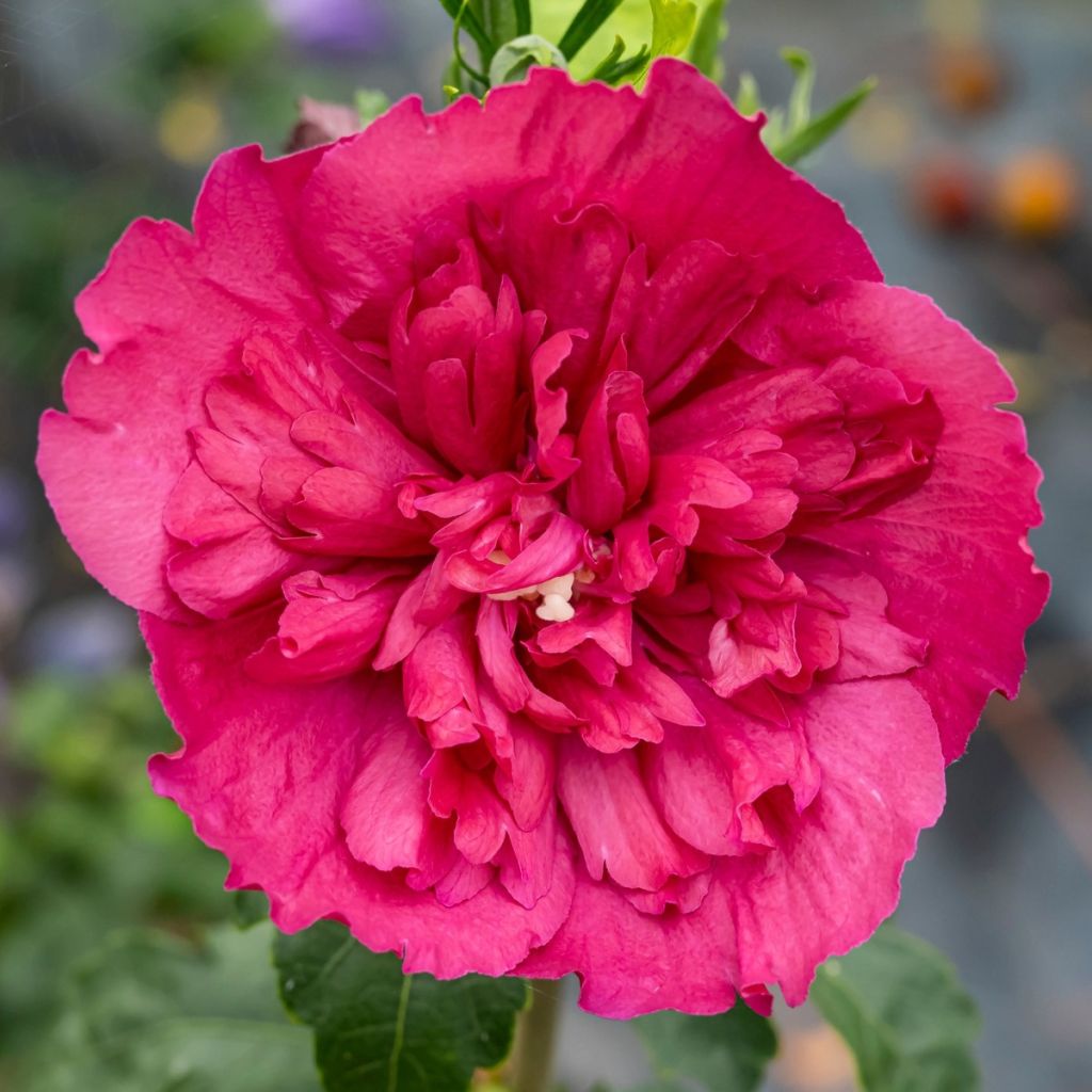Syyrianhiiskus Ruby Chiffon