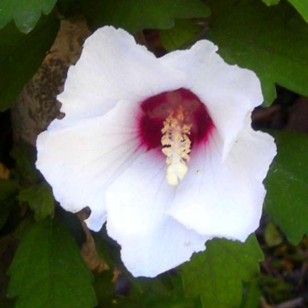 Syyrianhiiskus Speciosus