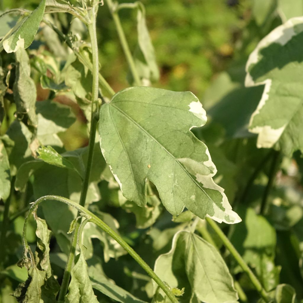 Syyrianhiiskus Sugar Tip