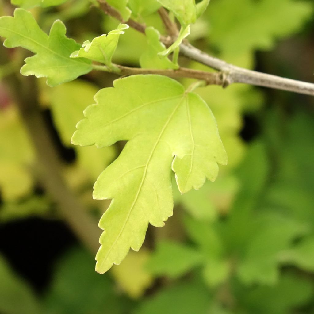 Syyrianhiiskus Totus Albus