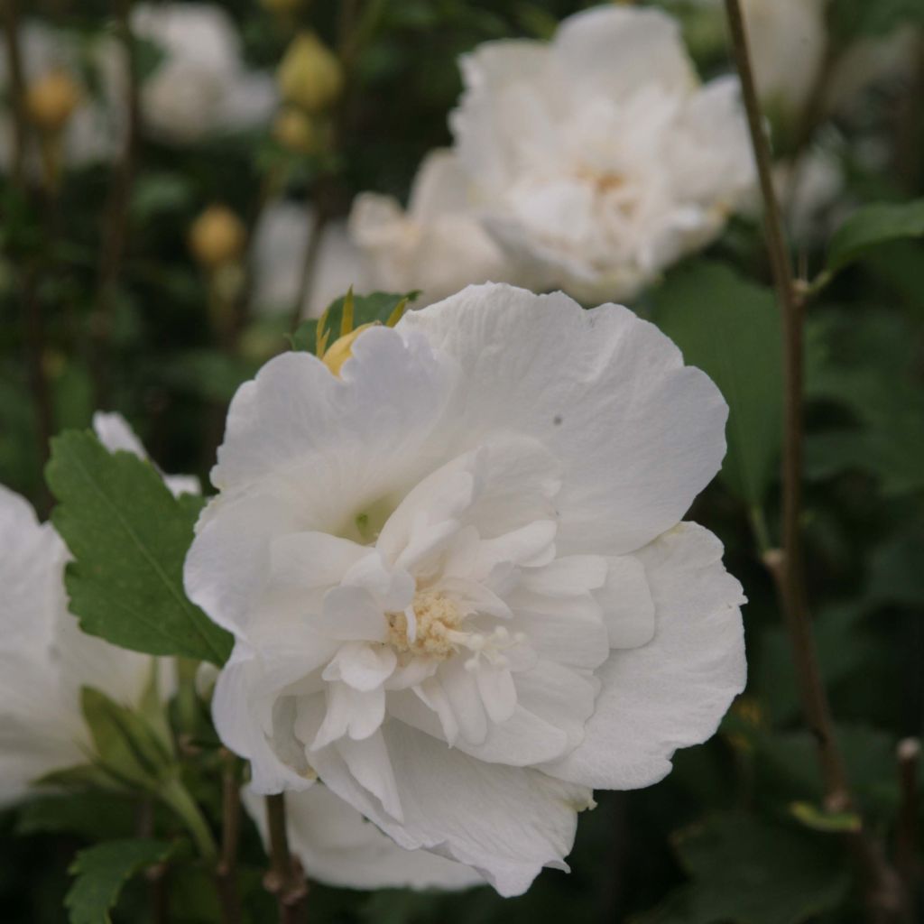 Syyrianhiiskus White Chiffon