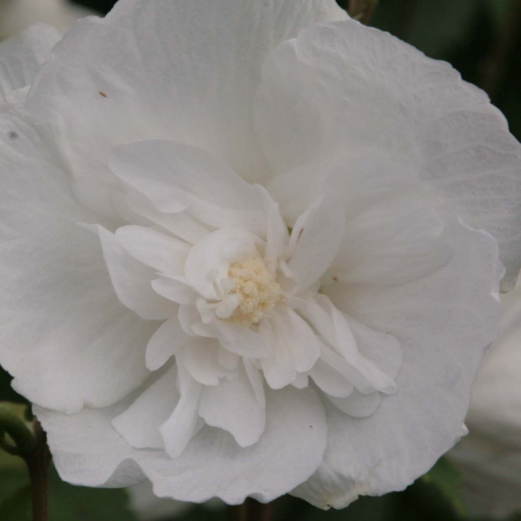 Syyrianhiiskus White Chiffon