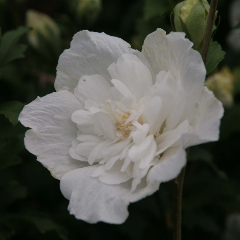 Syyrianhiiskus White Chiffon