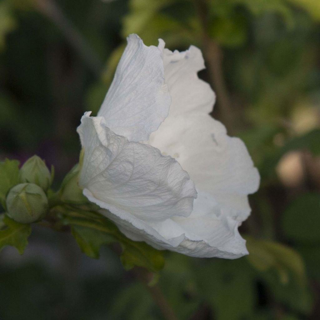 Syyrianhiiskus White Chiffon
