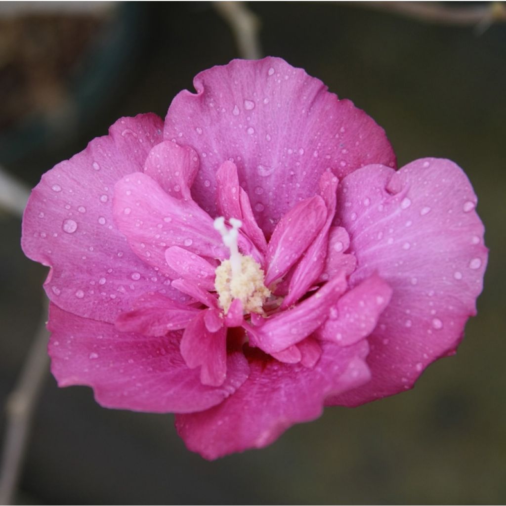 Syyrianhiiskus Magenta Chiffon