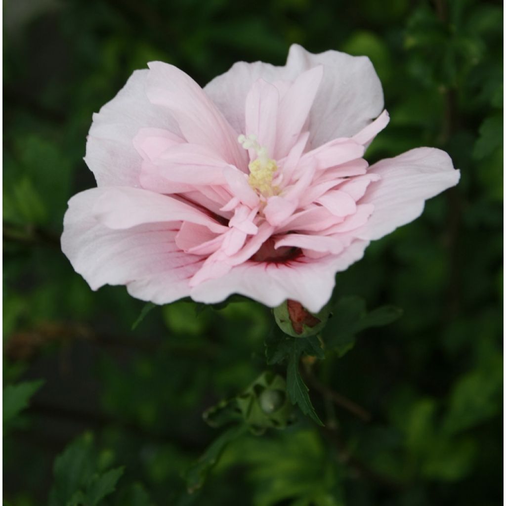 Syyrianhiiskus Pink Chiffon