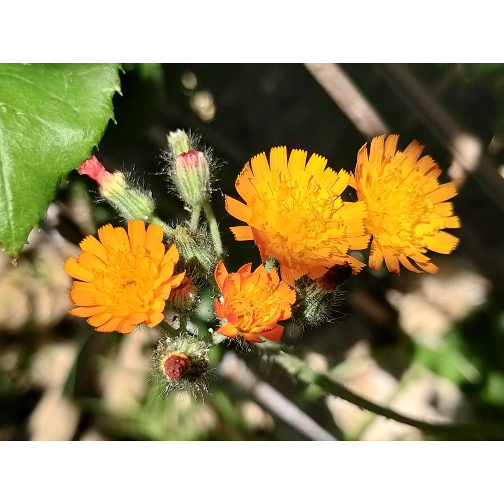 Salokeltano - Hieracium aurantiacum