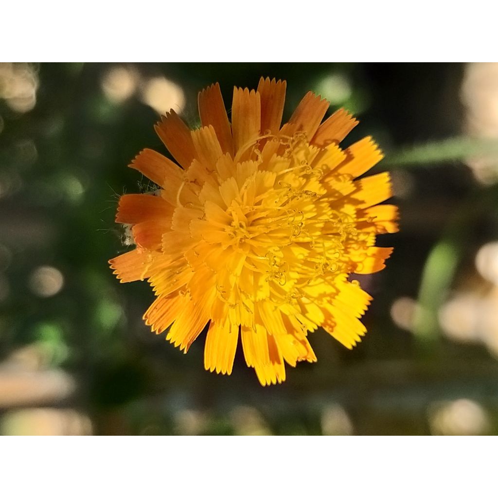 Salokeltano - Hieracium aurantiacum