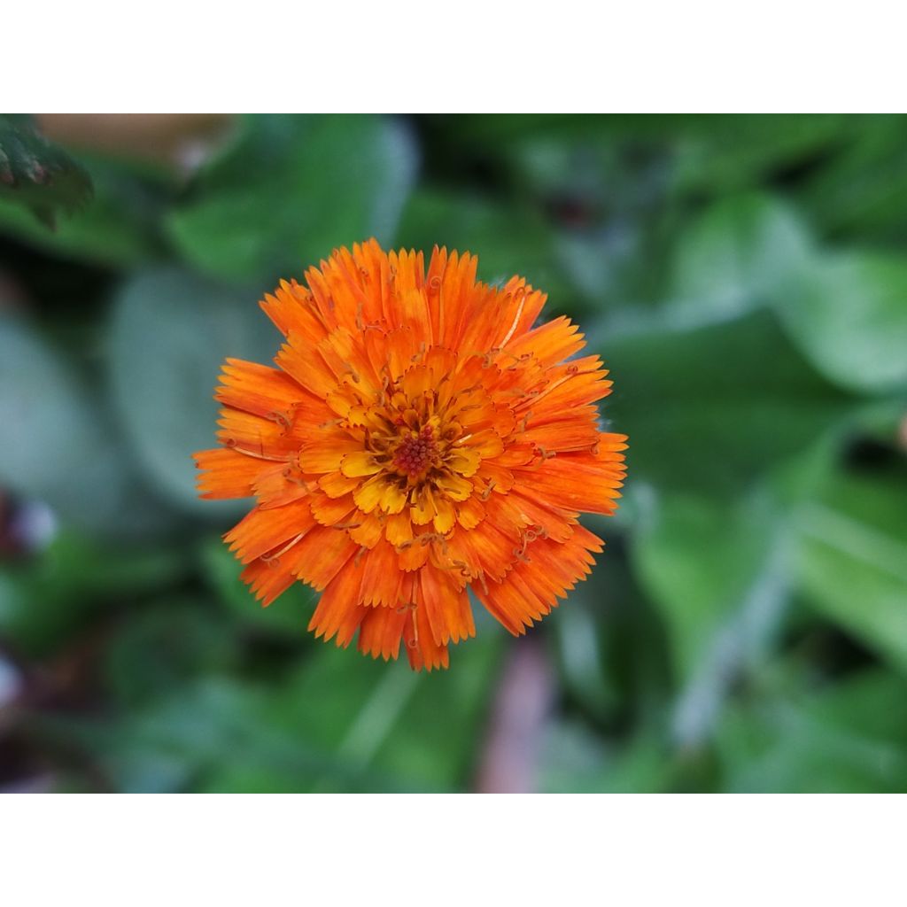 Salokeltano - Hieracium aurantiacum