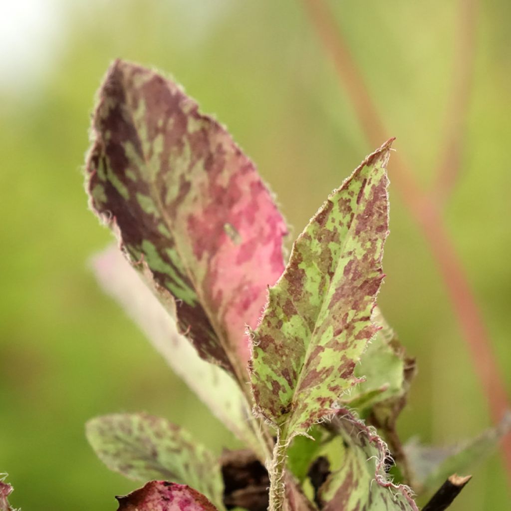 Täpläkeltano - Hieracium maculatum