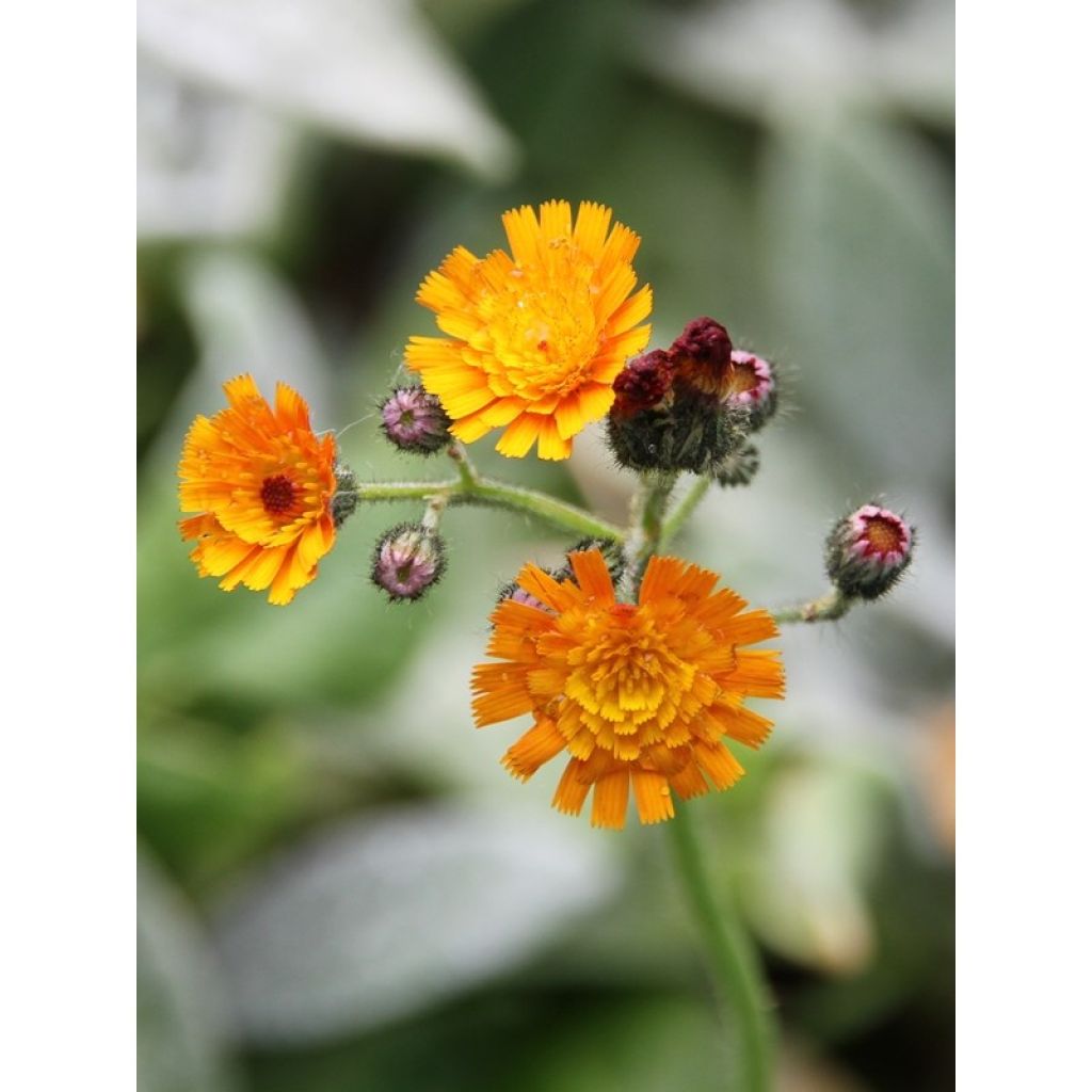 Salokeltano - Hieracium aurantiacum