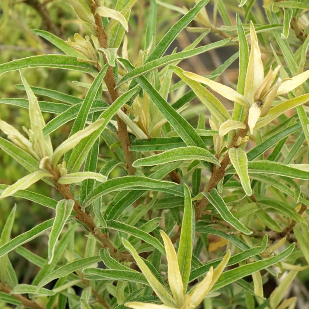 Tyrni Botanica