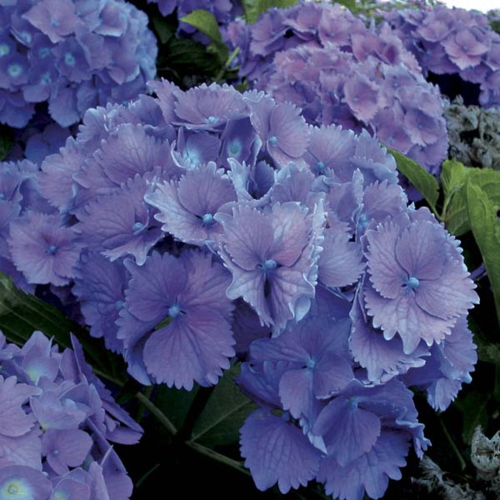 Jalohortensia Hambourg