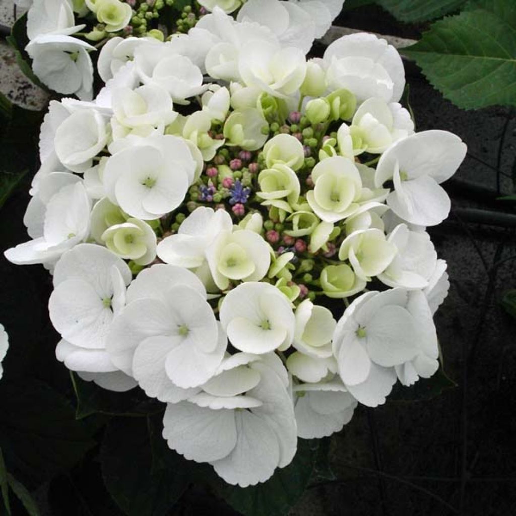 Jalohortensia Libelle