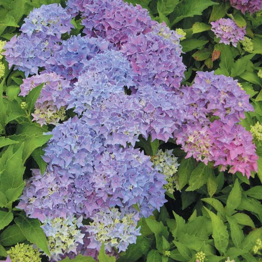 Jalohortensia Tovelit